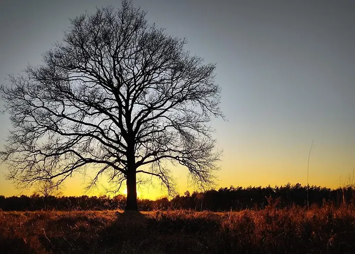 Dom wakacyjny Landhuisje 31 'de Akkersteen' Bospark Ijsselheide Zwolle Hattemerbroek