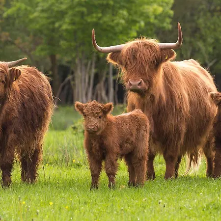Landhuisje 31 'de Akkersteen' Bospark Ijsselheide Zwolle Vakantiehuis *